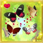 Flutter Valentines_Butterflies